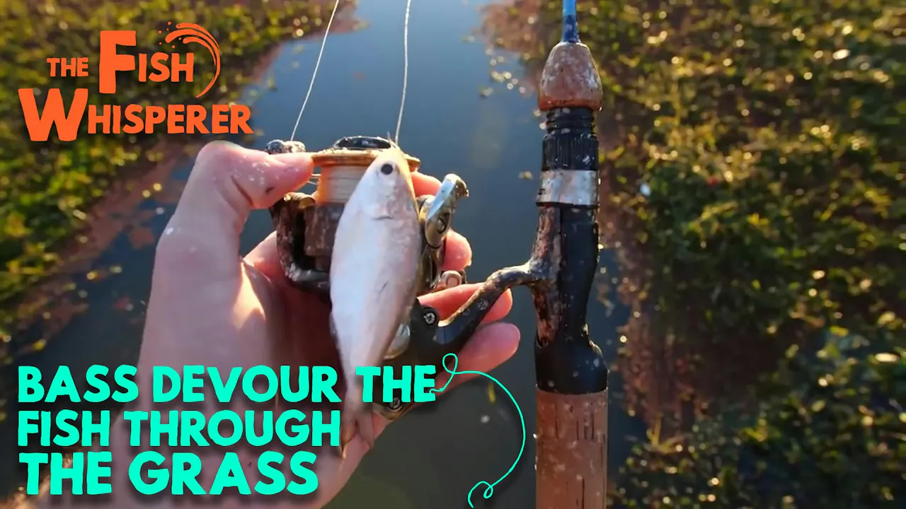 Bass Devour Fish Through the Grass! - The Fish Whisperer - Yippee ...