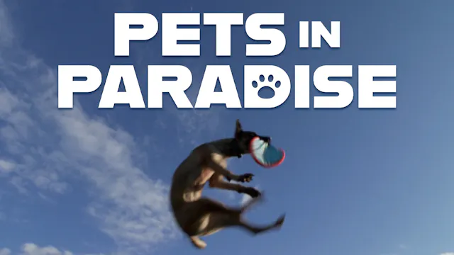 Frisbee Dogs