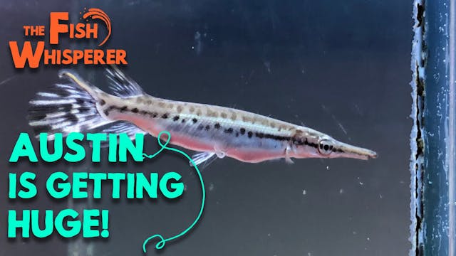 Austin is Getting Huge!