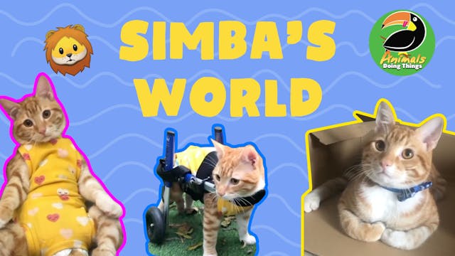 Animals Doing Things | Simba's World 