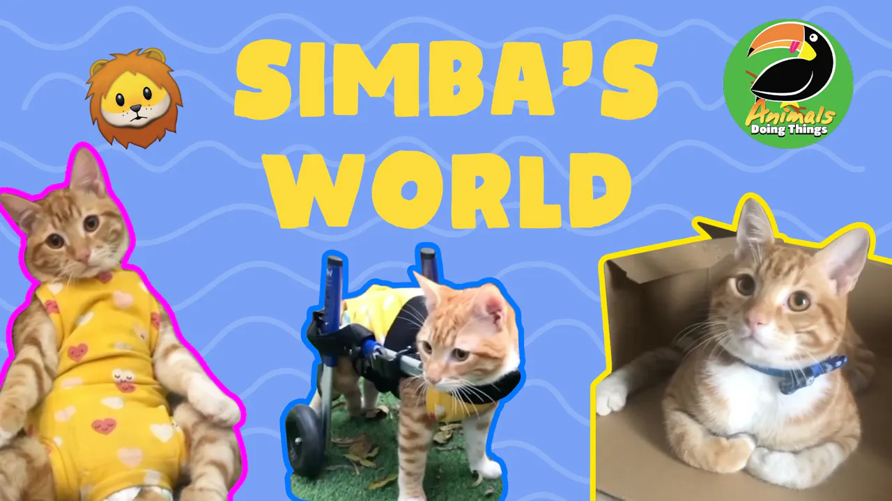 Animals Doing Things | Simba's World - Yippee - Faith filled shows!