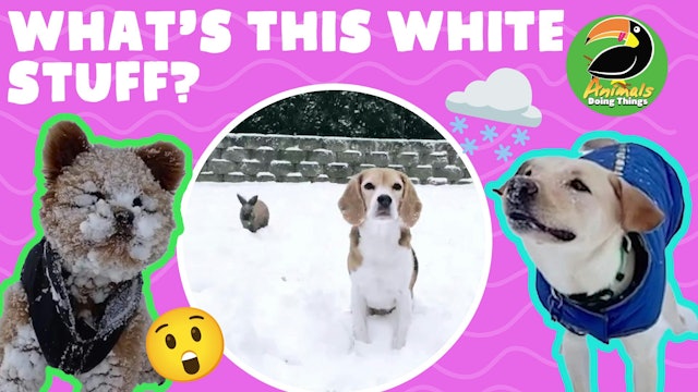Animals Doing Things | What's This White Stuff?!