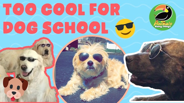 Animals Doing Things | Too Cool for Dog School