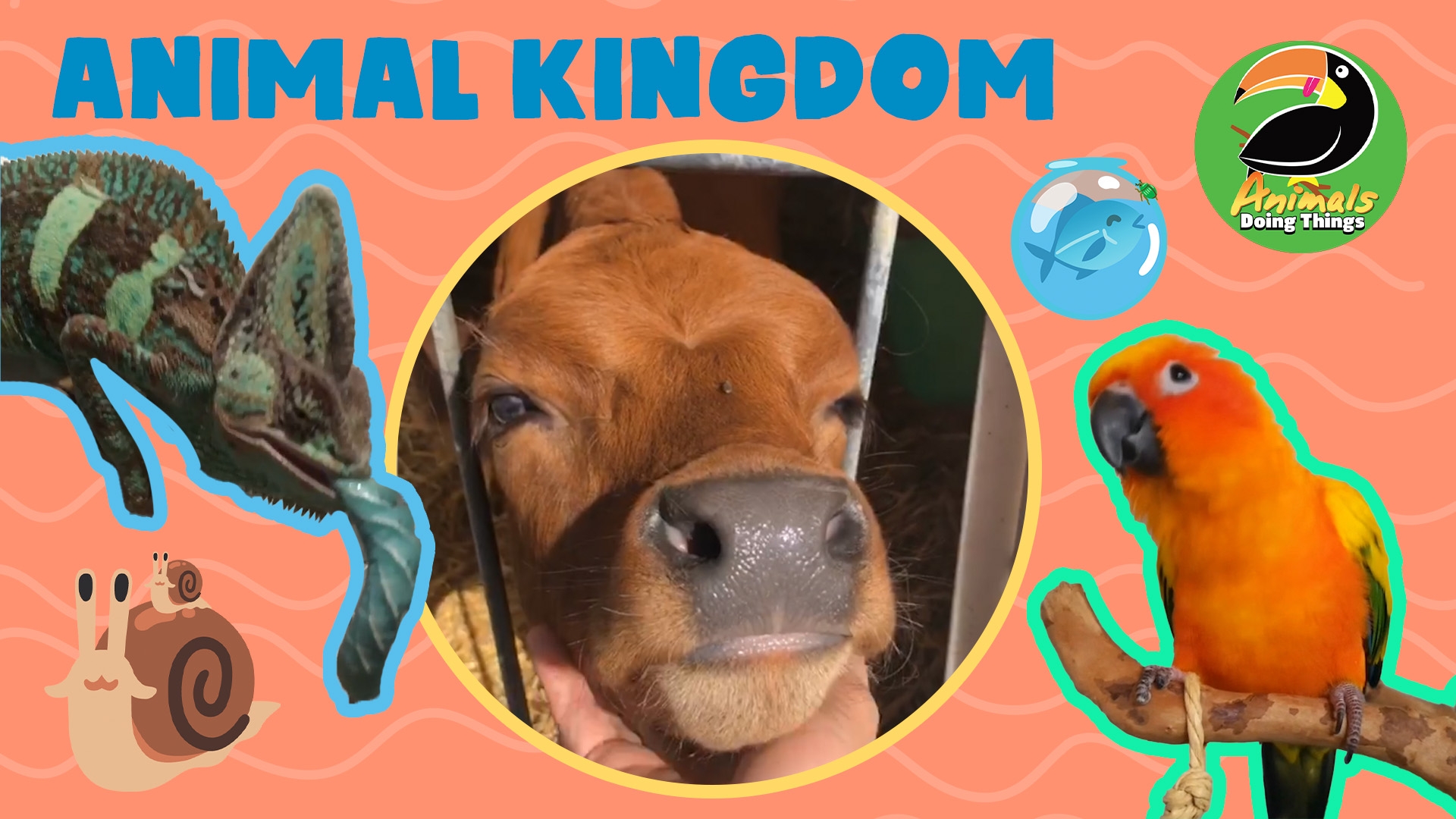 Animals Doing Things | Animal Kingdom