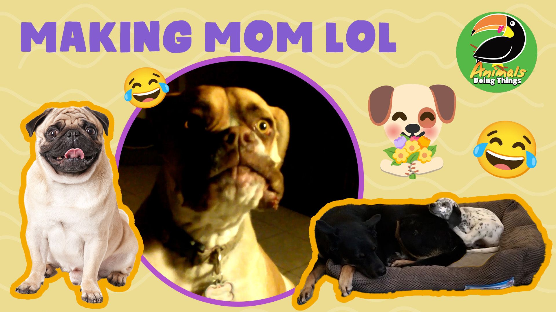 Animals Doing Things | Making Mom LOL