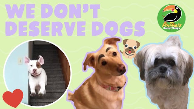 Animals Doing Things | We Don't Deser...