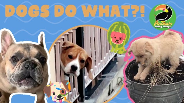 Animals Doing Things | Dogs Do What?!