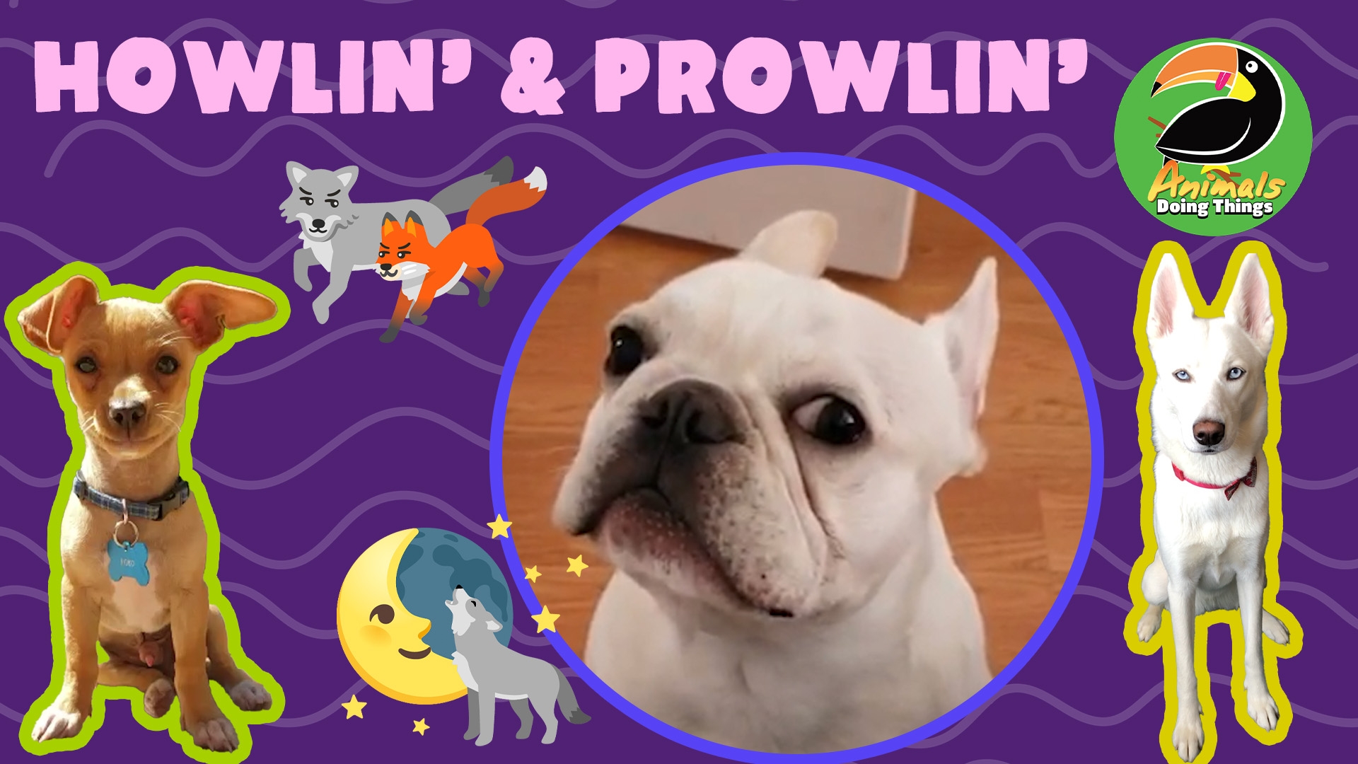 Animals Doing Things | Howlin' & Prowlin'