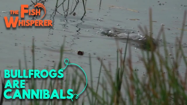 Bullfrogs are Cannibals!