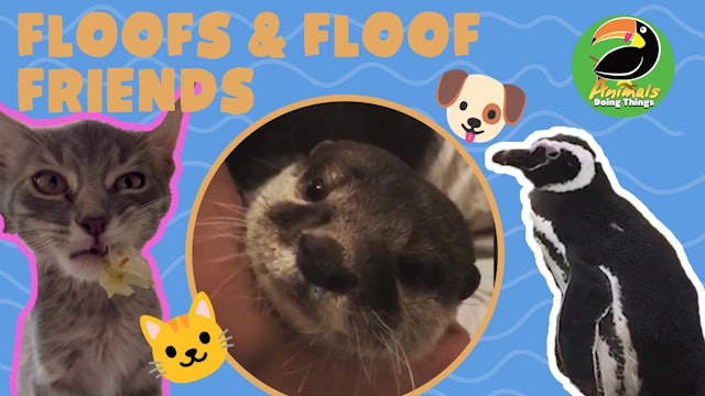 Animals Doing Things | Floofs & Floof Friends
