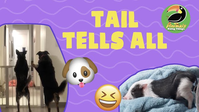 Animals Doings Things | Tail Tells All