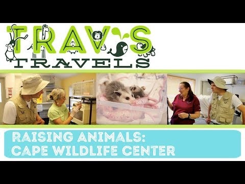 Cape Wild Life Center- Raising Animals