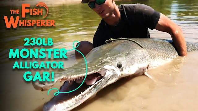 230lb Monster Alligator Gar!!