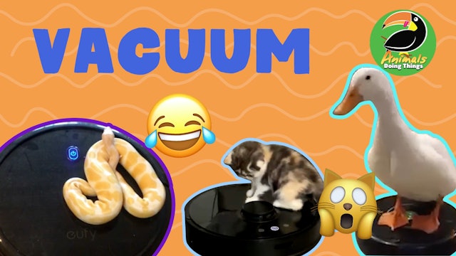 Animals Doing Things | Vacuum