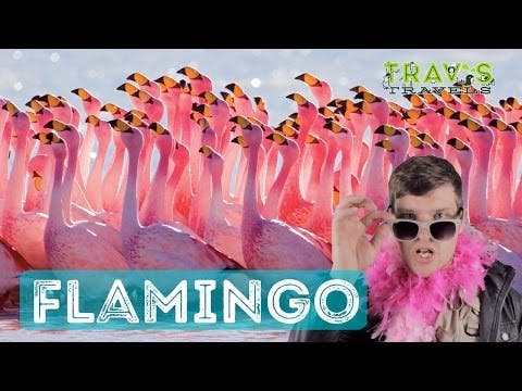 Flamingo - Animal Facts
