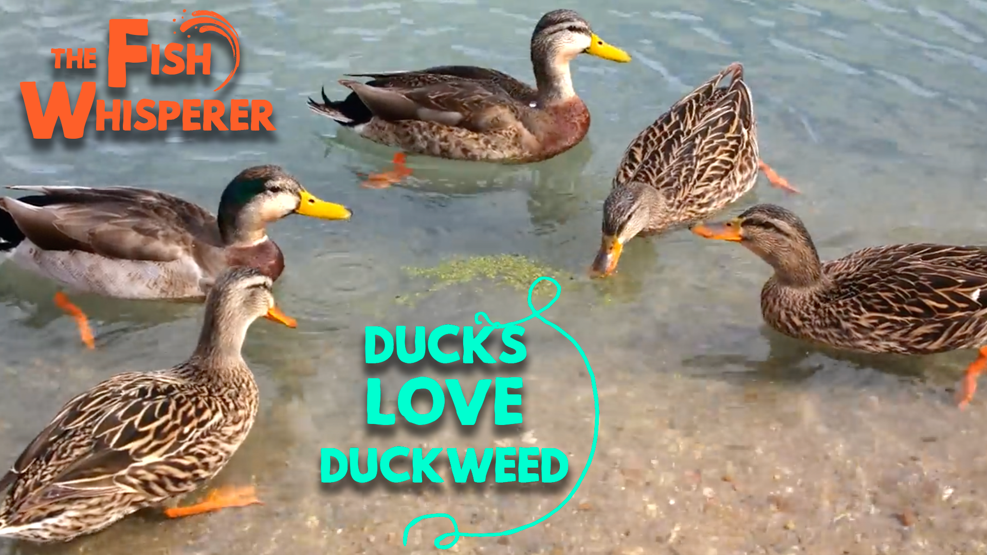 Ducks Love Duckweed!