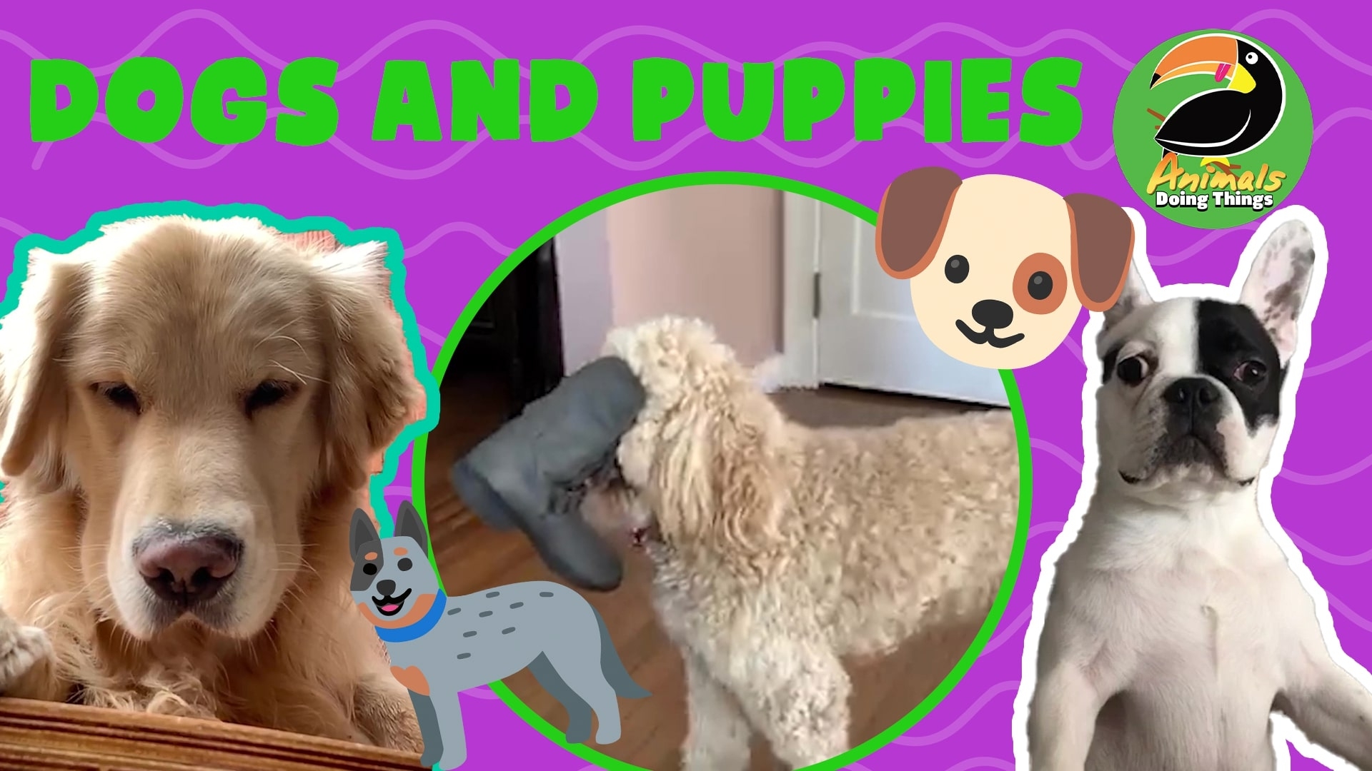 Animals Doing Things | Dogs & Puppies