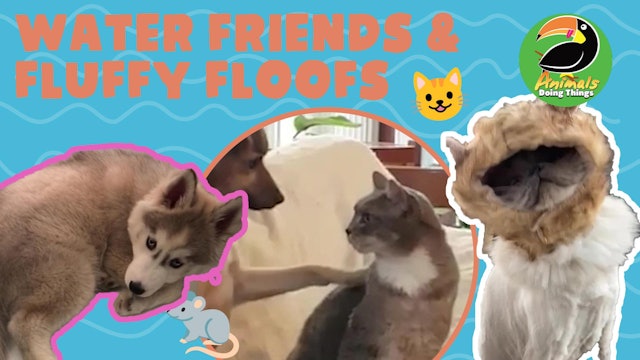 Animals Doing Things | Water Friends & Fluffy Floofs