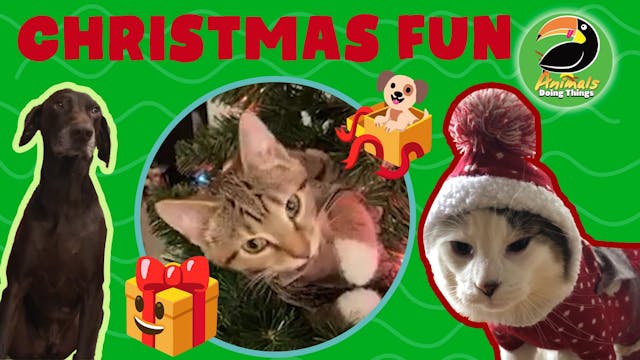 Animals Doing Things | Christmas Fun