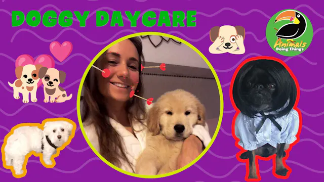 Animals Doing Things | Doggy Daycare