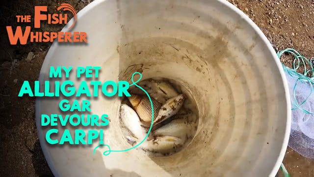My Pet Alligator Gar Devour Carp!