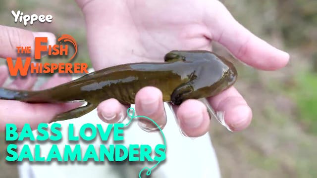 Bass Love Salamanders!!