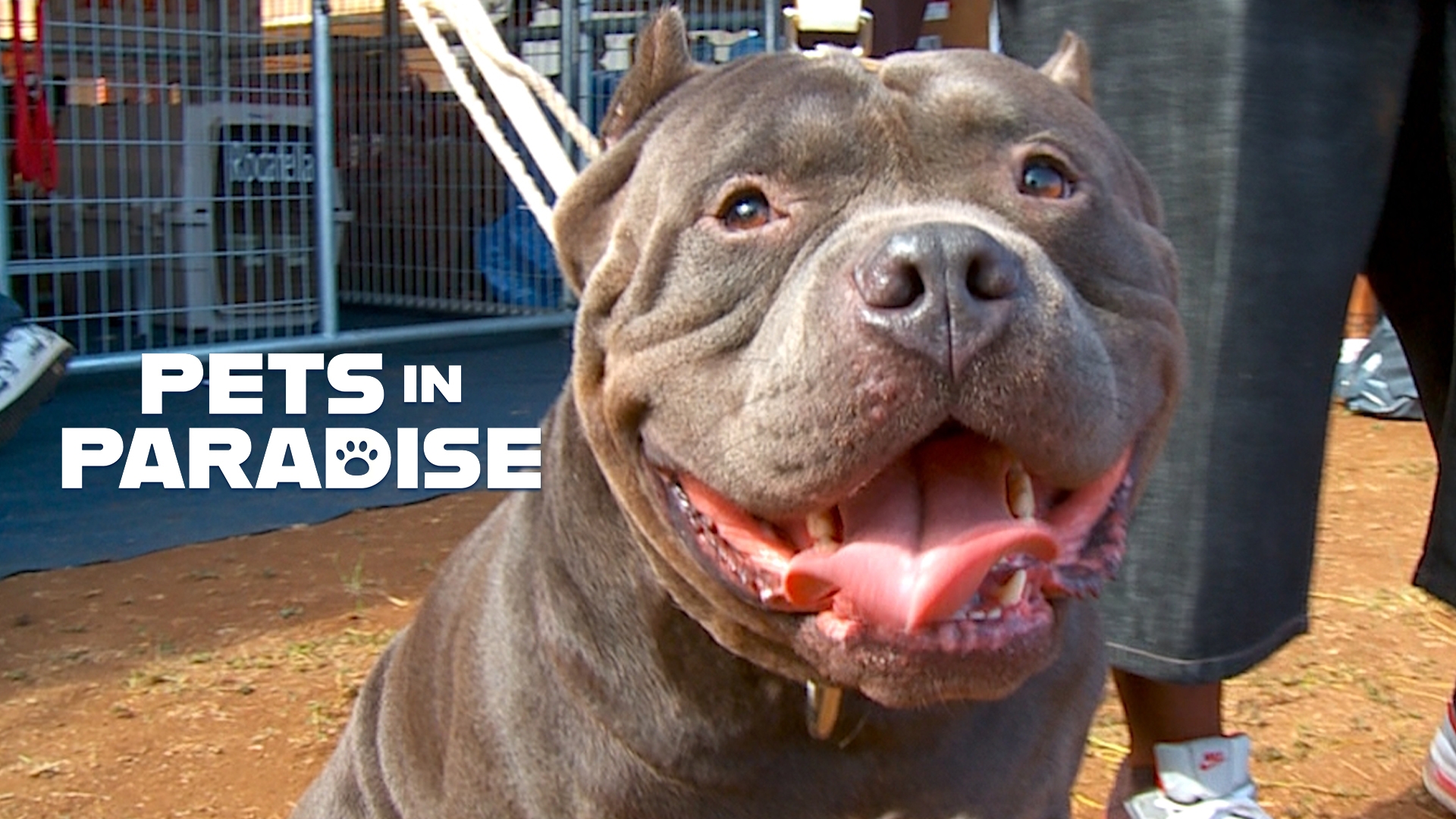 The Truth About Pit Bulls