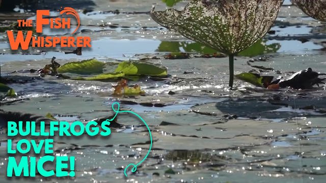 Bullfrogs Love Mice!!