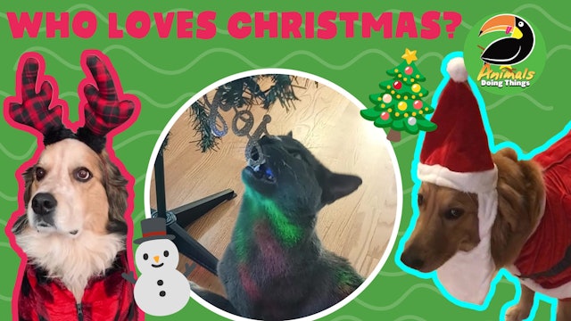 Animals Doing Things | Who loves Christmas?!