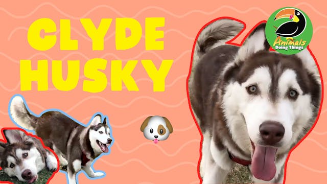 Animals Doing Things | Clyde Husky 
