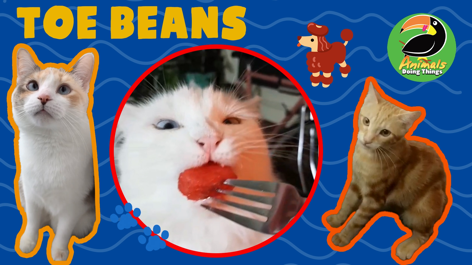 Animals Doing Things | Toe Beans