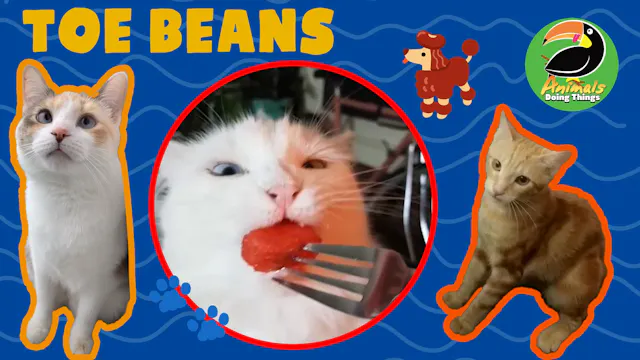Animals Doing Things | Toe Beans