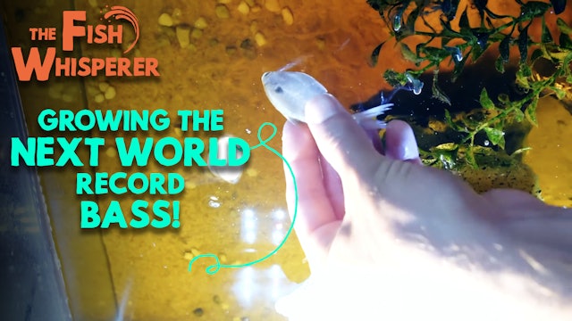 Growing The Next World Record Bass! (Part 2)