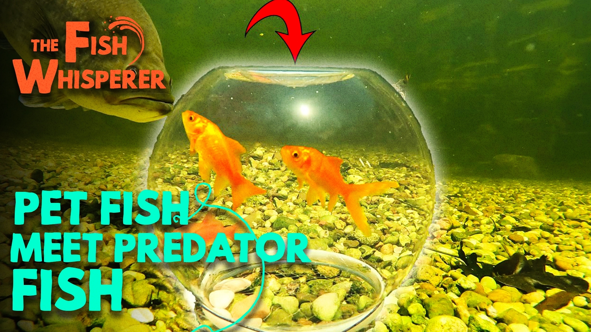 Pet Fish Meet Predator Fish!