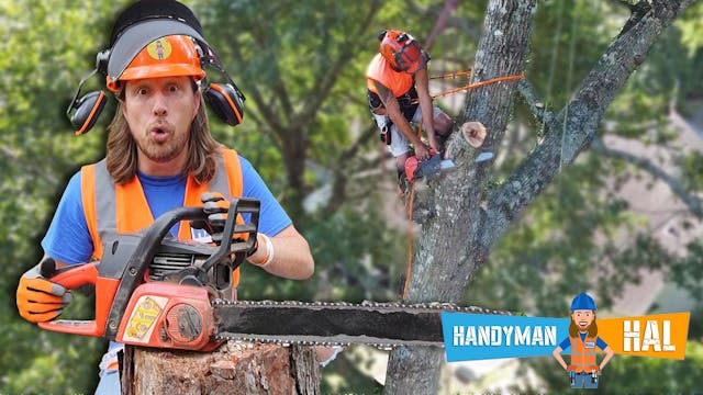 Handyman Hal Tree Trimming