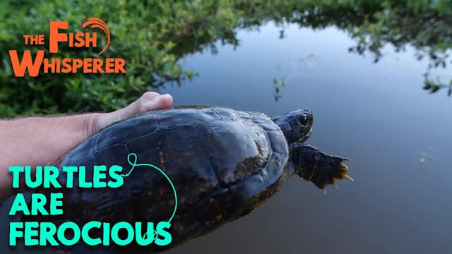 Turtles Are Ferocious!