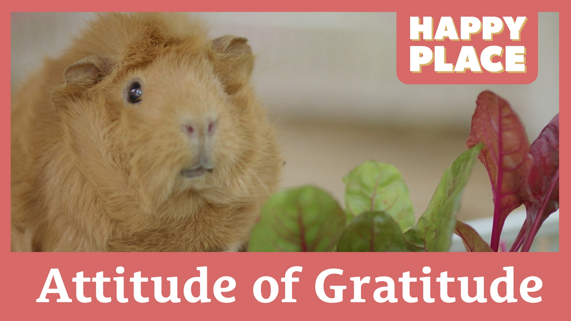 Attitude of Gratitude