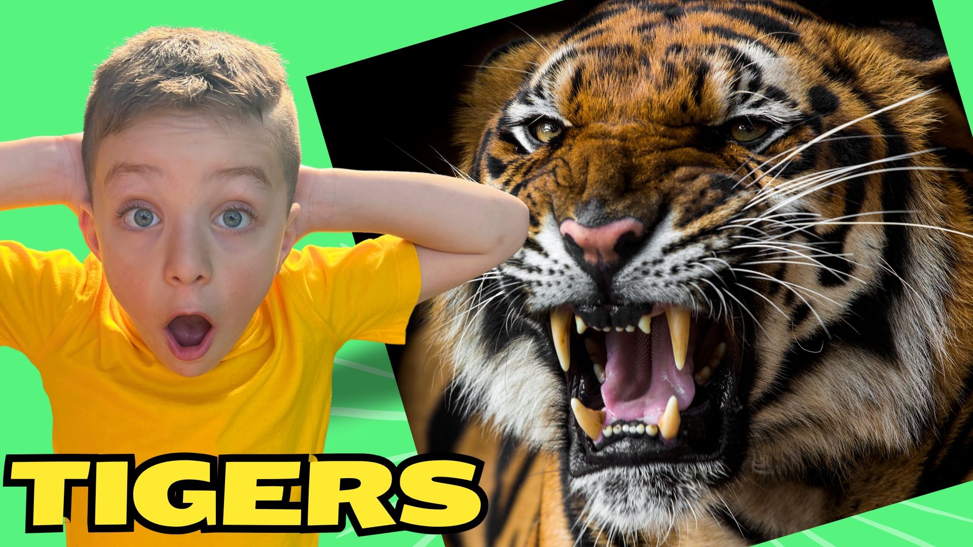 Meet the Mighty Tiger – King of the Jungle!