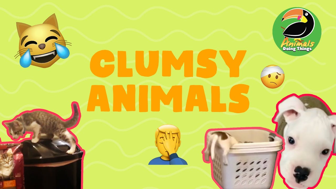 Animals Doing Things | Clumsy Animals - Yippee - Faith filled shows! Watch  VeggieTales now.