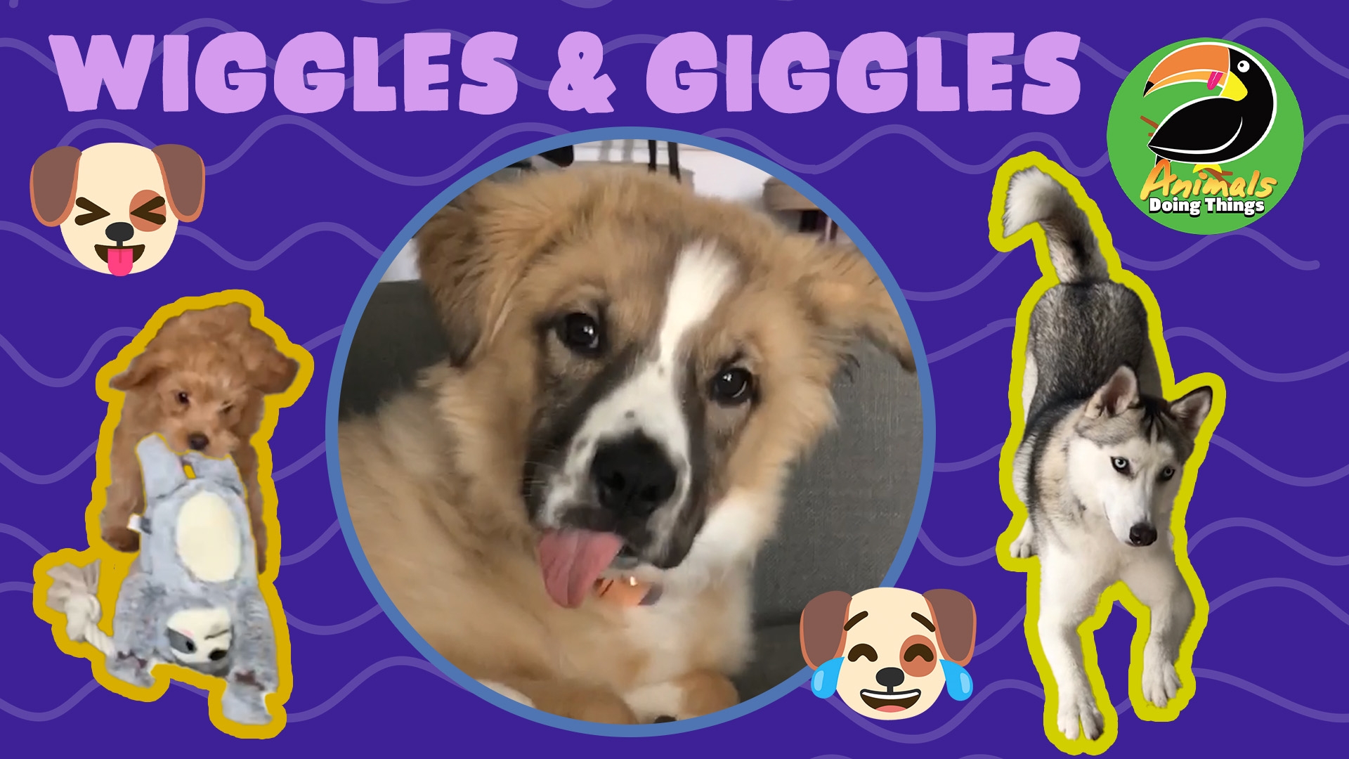 Animals Doing Things | Wiggles & Giggles