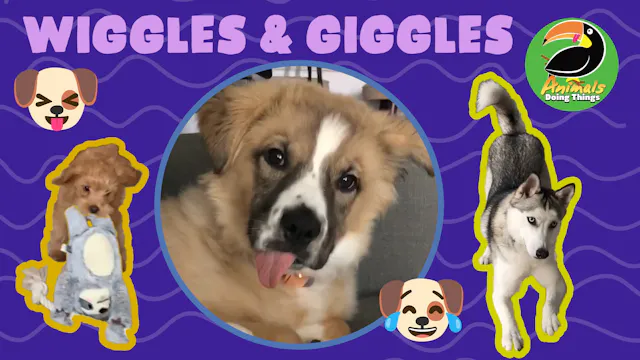 Animals Doing Things | Wiggles & Giggles