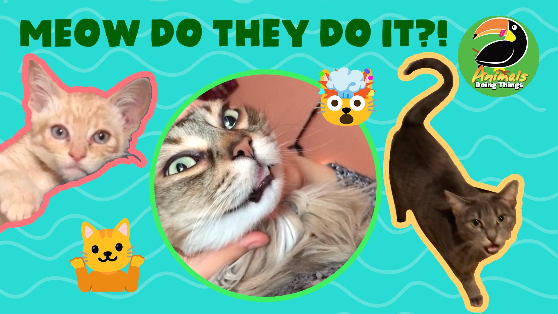 Animals Doing Things | Meow Do They Do It?!