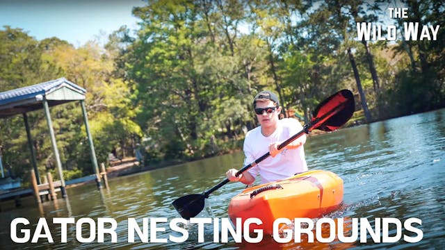 The Wild Way | Hunting for Alligator ...