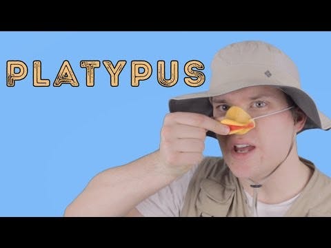 Platypus - Animal Facts 