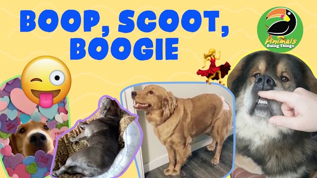 Animals Doing Things | Boop, Scoot, B...