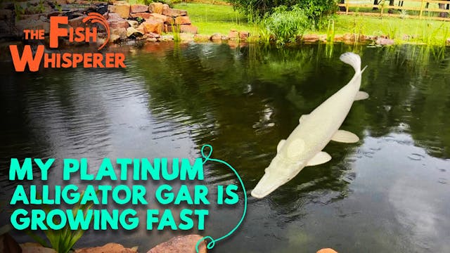 My Platinum Alligator Gar is Growing ...