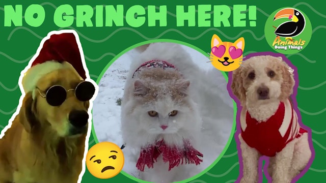 Animals Doing Things | No Grinch Here