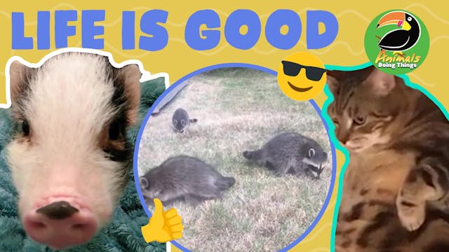 Animals Doing Things | Life Is Good