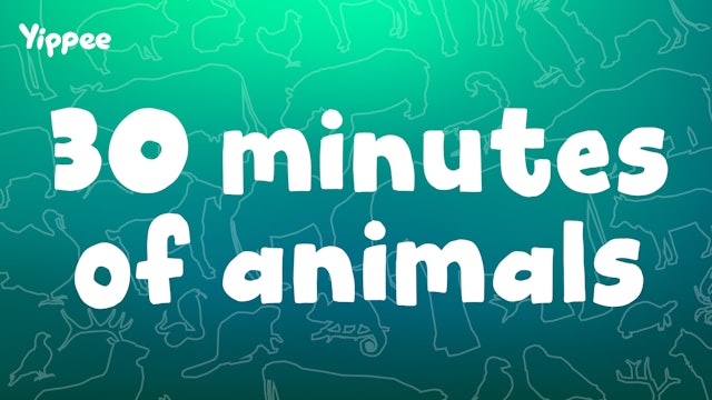 30 Minutes of Animals