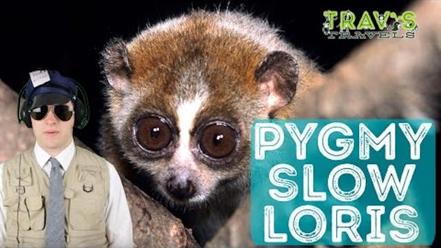 Pygmy Slow Loris - Animal Facts